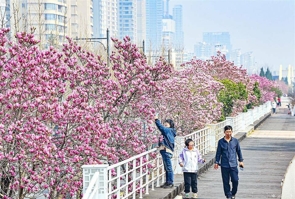 到漢口江灘看玉蘭花海