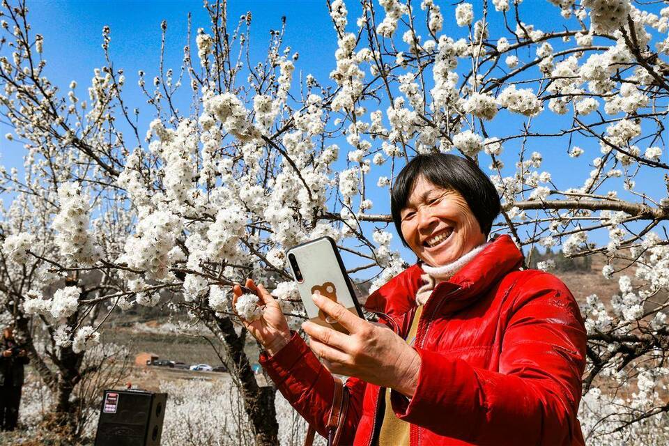 襄陽南漳：櫻桃花開春意濃