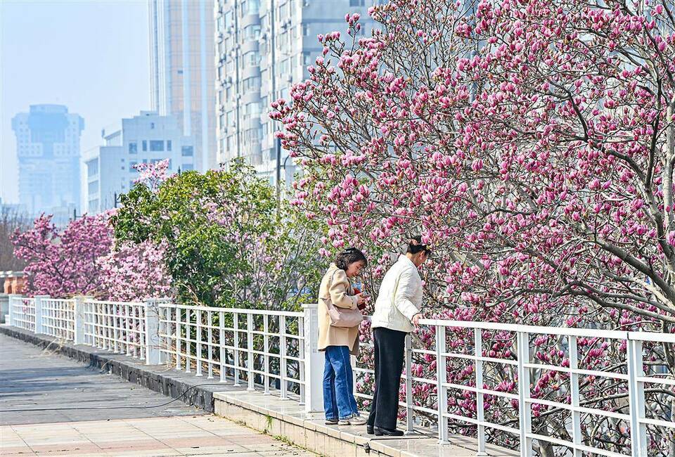 到漢口江灘看玉蘭花海