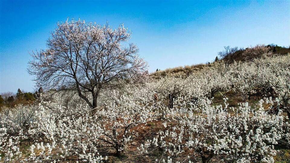 襄陽南漳：櫻桃花開春意濃