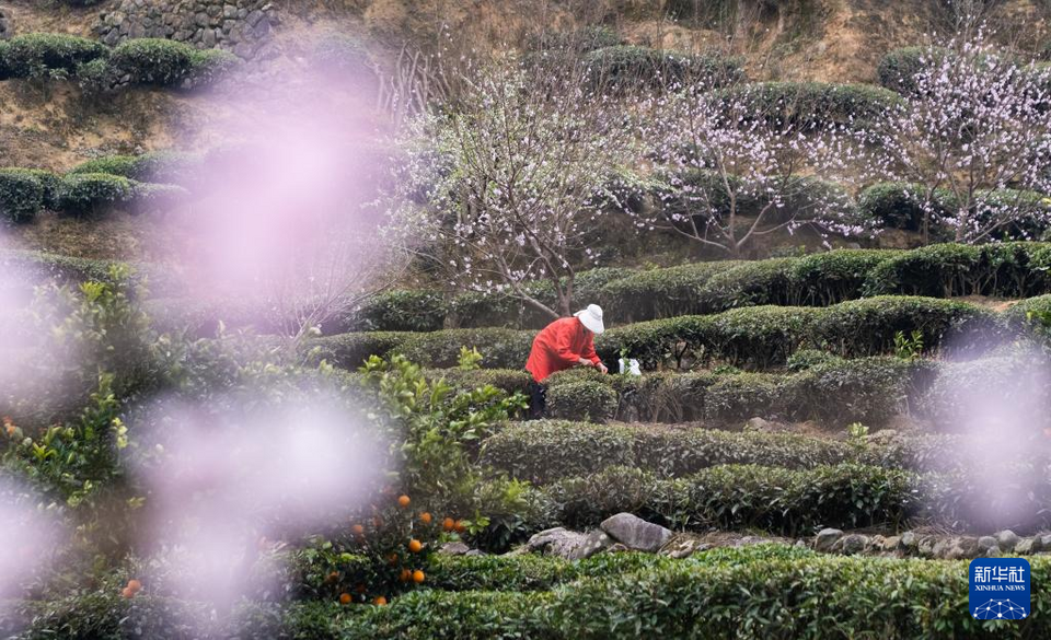 三峽庫區早春茶開採