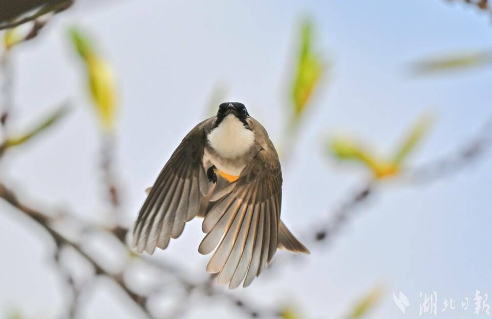 宜昌興山黃桷樹枝椏間的花鳥圖