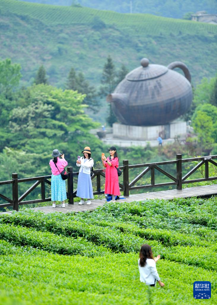 湖北恩施：“茶旅融合”客滿園