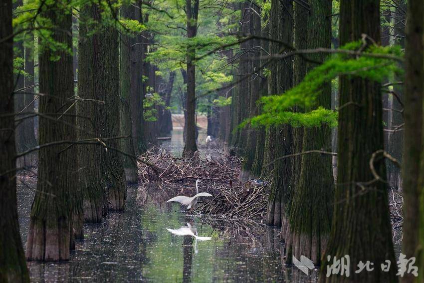 武漢市新洲區：漲渡湖“水上森林”鷺鳥棲息地修復完成