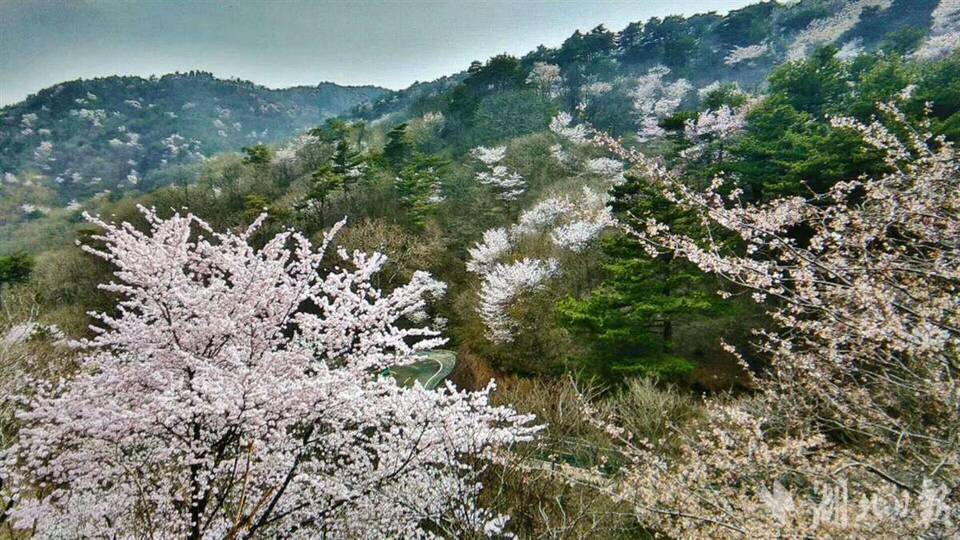 春田花花 湖北文旅集團發佈賞花地圖