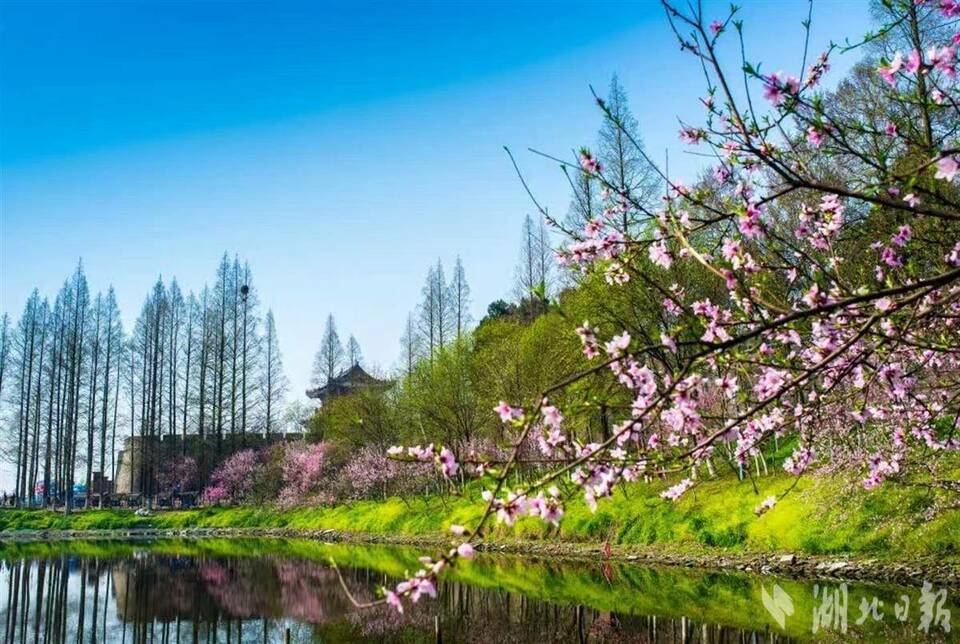 春田花花 湖北文旅集團發佈賞花地圖