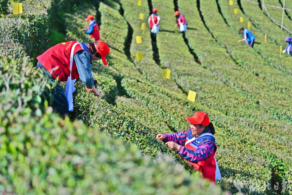 宜昌五峰春茶開園