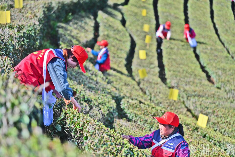 宜昌五峰春茶開園