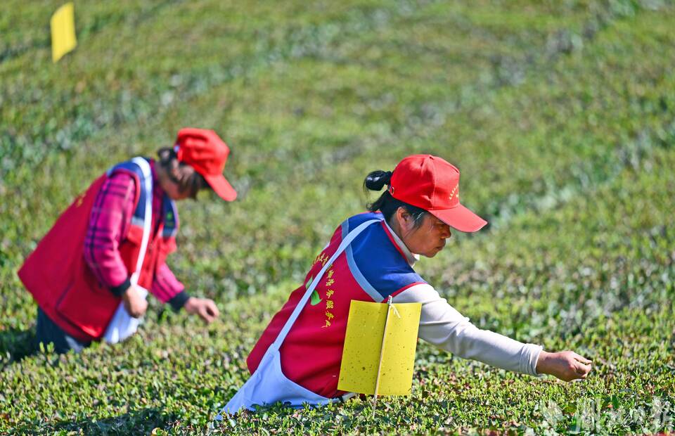 宜昌五峰春茶開園