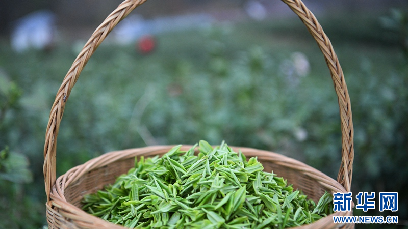 湖北保康：明前茶飄香 茶農採摘忙