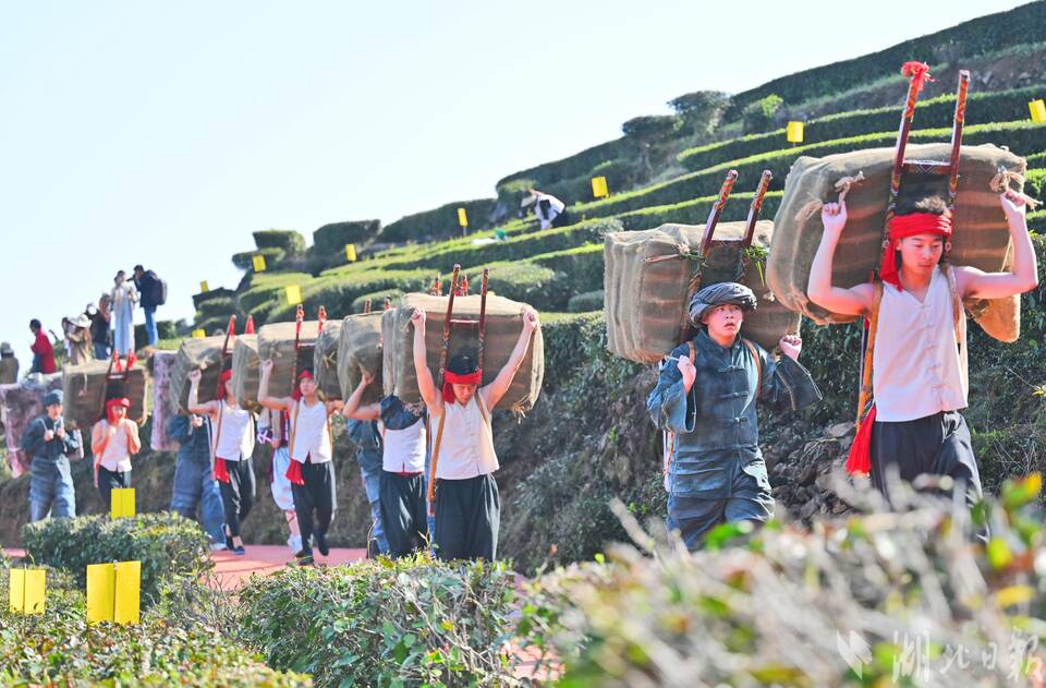 宜昌五峰春茶開園