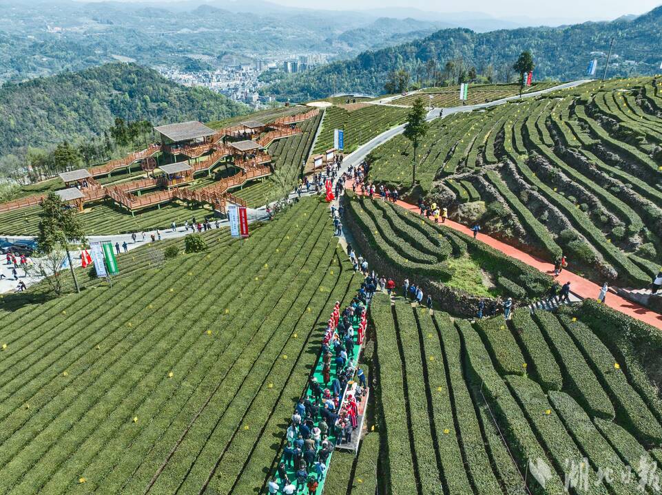 宜昌五峰春茶開園