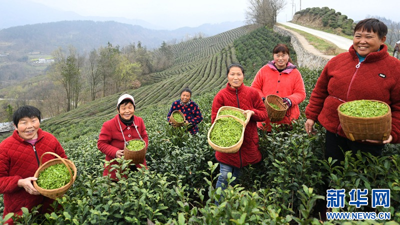 湖北保康：明前茶飄香 茶農採摘忙