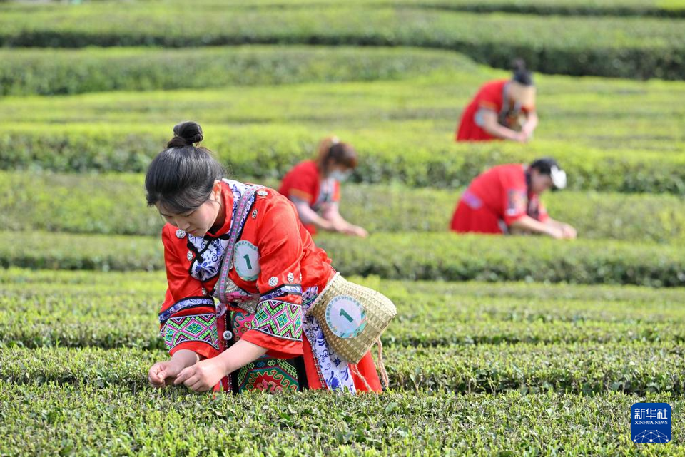 茶園景區賽採茶