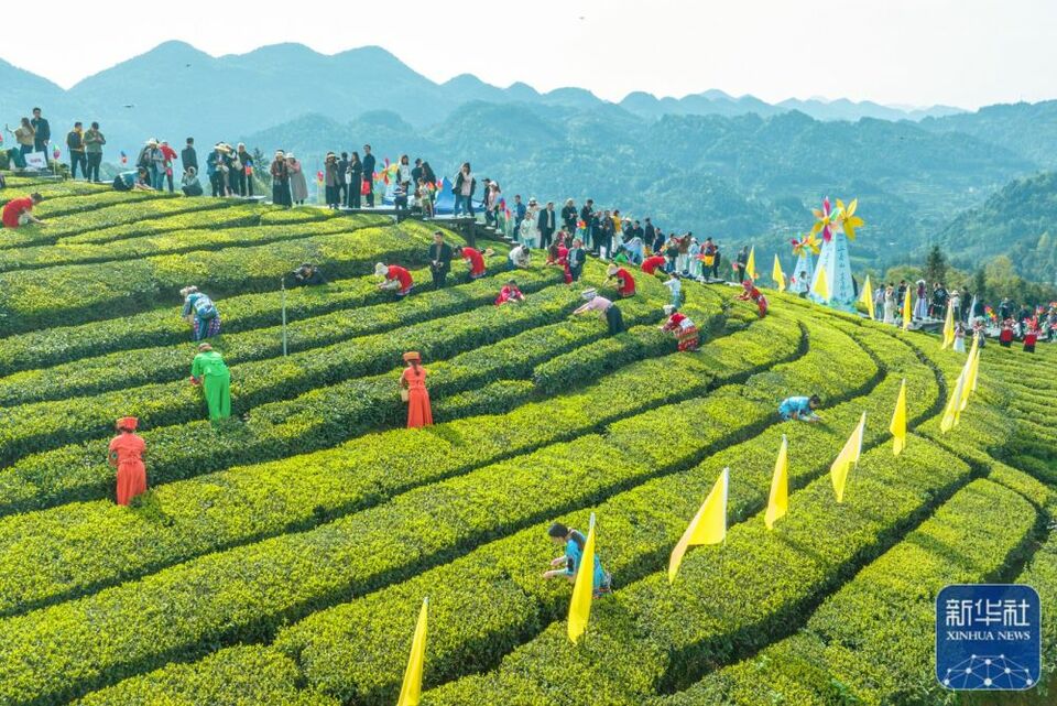 茶園景區賽採茶