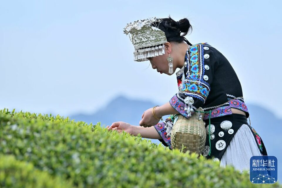 茶園景區賽採茶