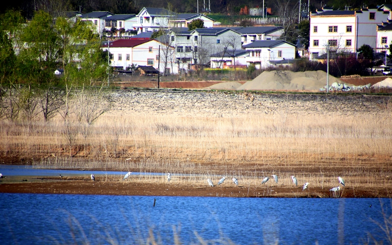 十堰鄖陽湖濕地公園吸引候鳥結隊棲息