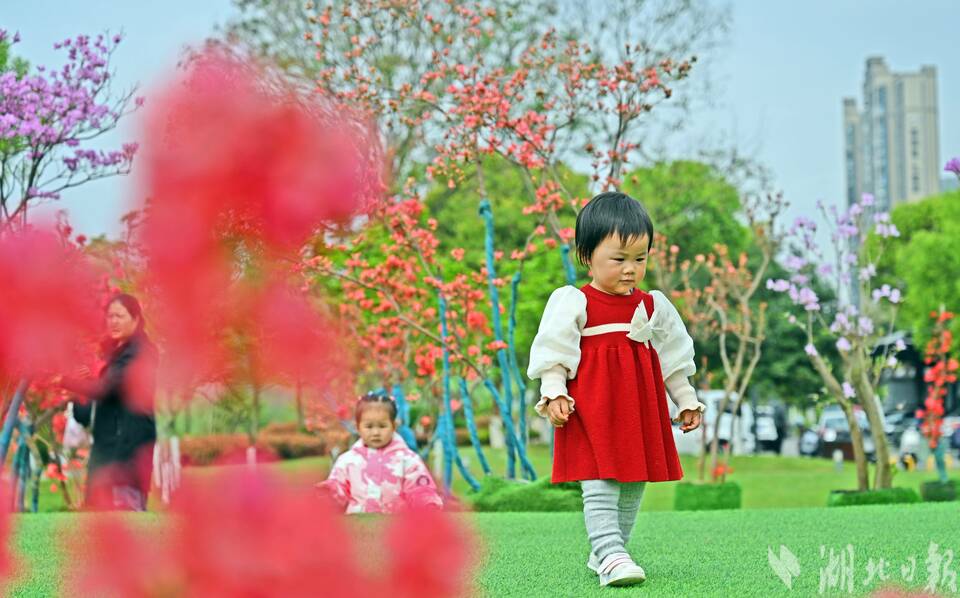 宜昌濕地公園辦起名貴杜鵑花展