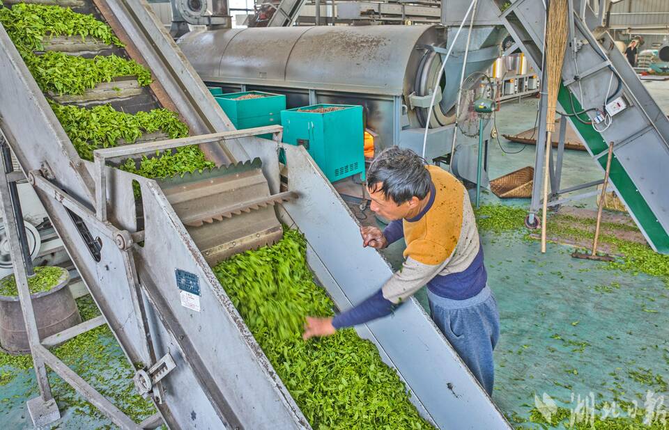 湖北宜都春茶飄香