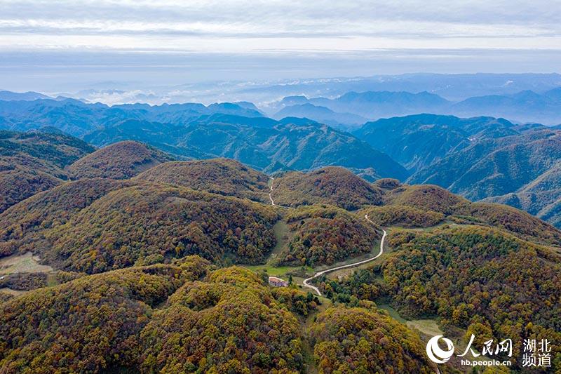 湖北保康：大水林場秋色美