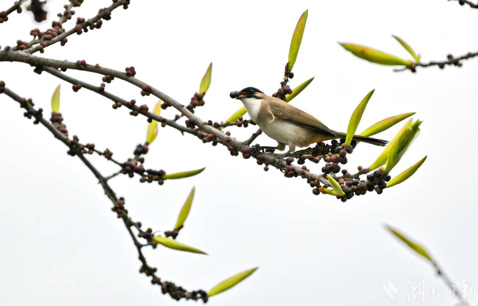 宜昌興山黃桷樹枝椏間的花鳥圖