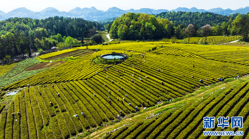 湖北咸豐：上春山 採白茶