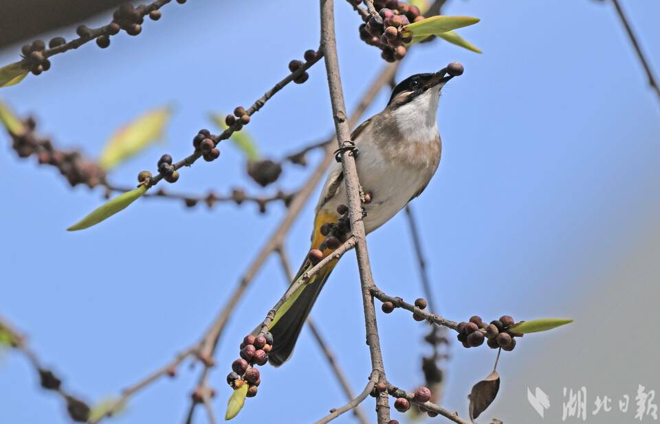 宜昌興山黃桷樹枝椏間的花鳥圖