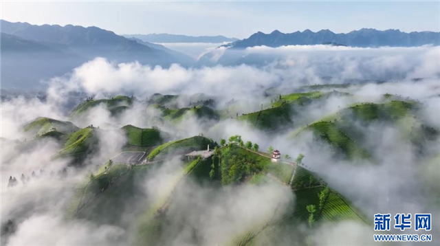 湖北鶴峰：雨後茶園似仙境_fororder_1