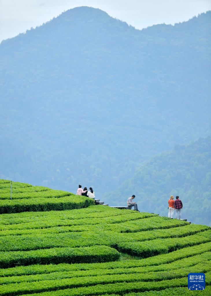 湖北恩施：“茶旅融合”客滿園