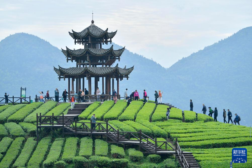 湖北恩施：“茶旅融合”客滿園