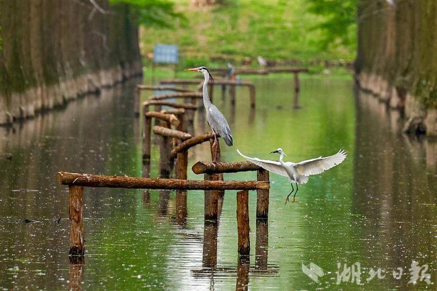 武漢市新洲區：漲渡湖“水上森林”鷺鳥棲息地修復完成