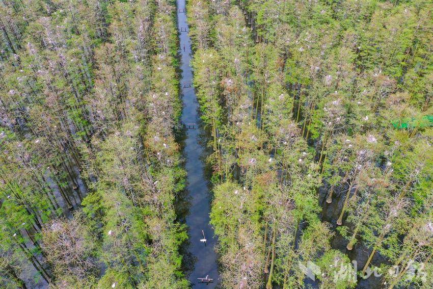 武漢市新洲區：漲渡湖“水上森林”鷺鳥棲息地修復完成