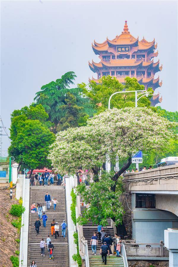 武漢黃鶴樓前楝樹開花