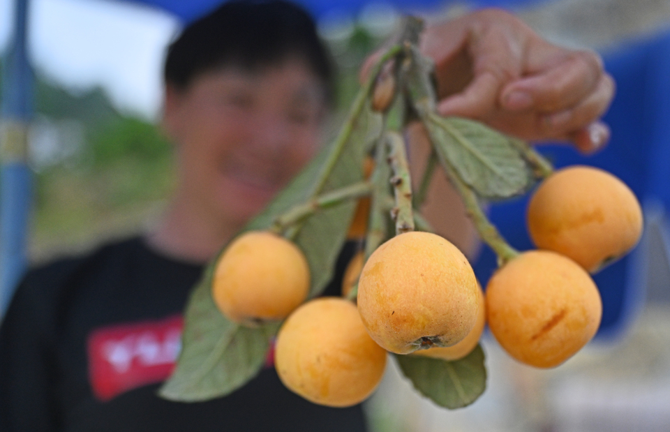 宜昌興山：麥倉金黃枇杷飄香峽口