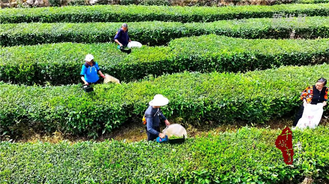 千城百縣看中國｜湖北巴東：夏茶採摘忙_fororder_微信圖片_20240621092441