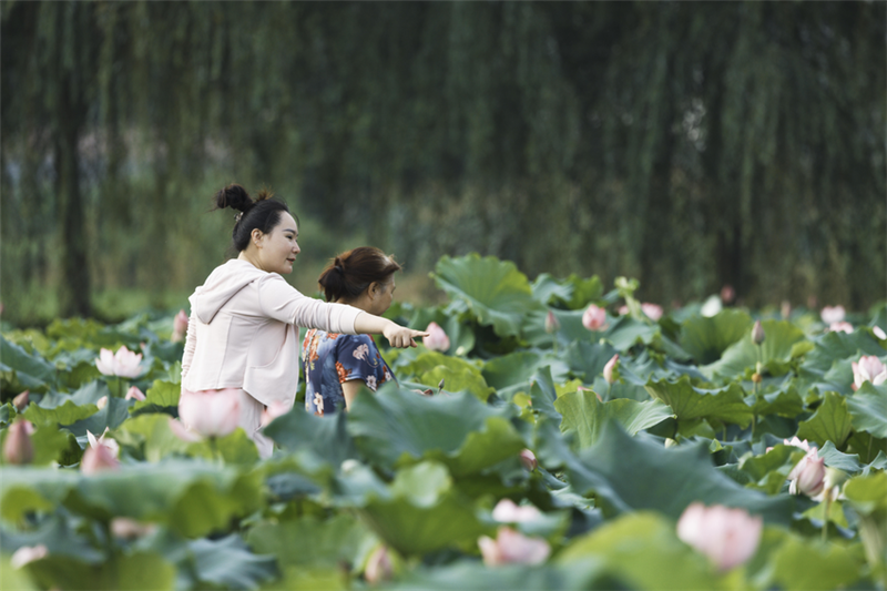 湖北南漳：“荷”你相遇 美在當“夏”_fororder_微信圖片_20240703104051