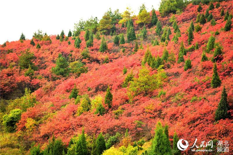 湖北十堰：美麗秋色引客來