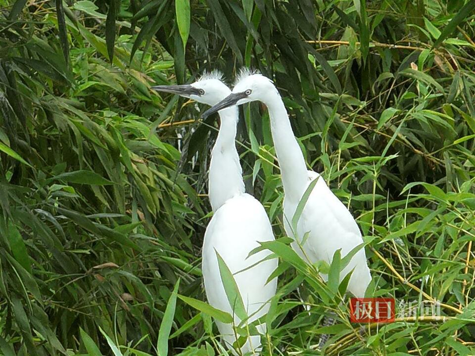 近千隻鷺鳥棲息湖北竹山