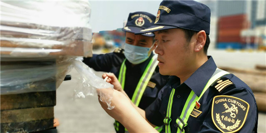 【湖北】【CRI原創】湖北口岸首次截獲檢疫性有害生物雲杉樹蜂