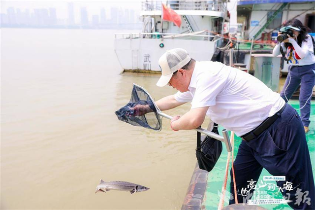 全國放魚日武漢放流666尾中華鱘_fororder_微信圖片_20240607085202 - 副本