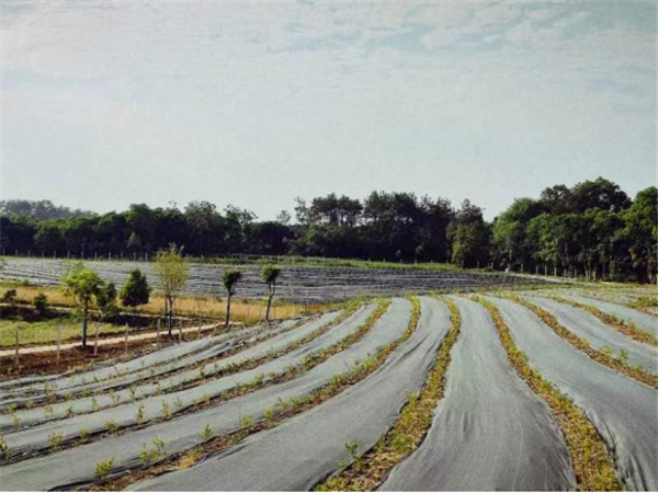 荊門市子陵鋪鎮：藍莓豐收季 共富新“莓”景_fororder_微信圖片_20240617140211