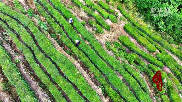 千城百縣看中國｜湖北巴東：夏茶採摘忙_fororder_微信圖片_20240621092449