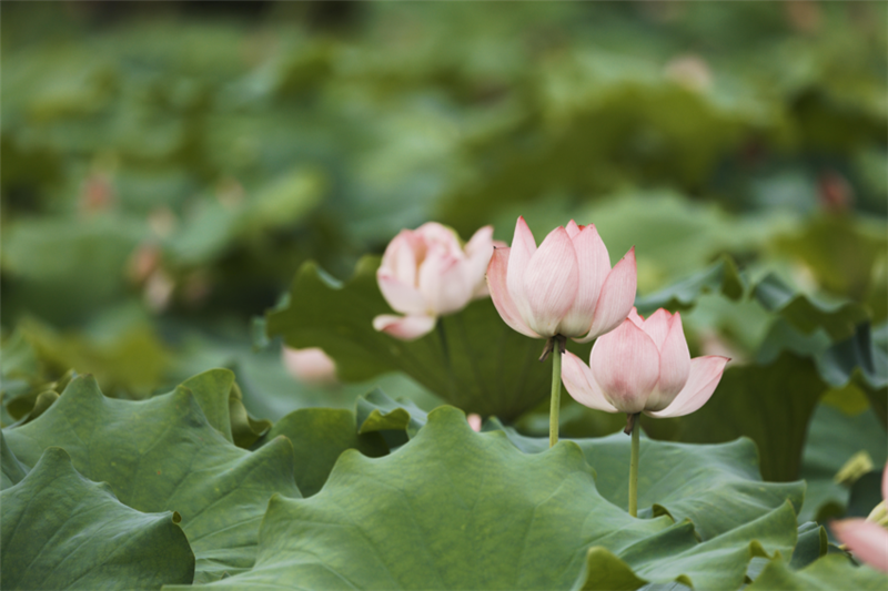 湖北南漳：“荷”你相遇 美在當“夏”_fororder_微信圖片_20240703104010