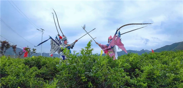 湖北來鳳 ：土家非遺文化綻放藤茶種植園_fororder_圖片4