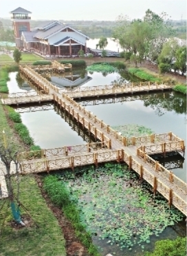 【城市遠洋圖片】4萬隻冬候鳥歡聚武漢沉湖濕地