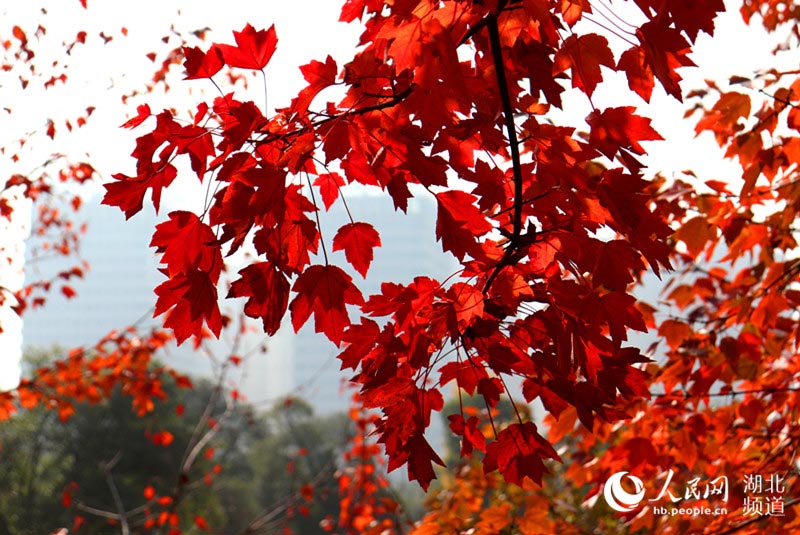 “萬棵紅楓映如霞”武漢高校舉辦紅楓文化節