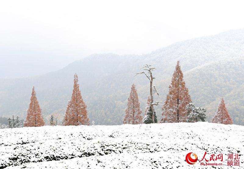 湖北保康迎大面積降雪：銀裝素裹 美景如畫