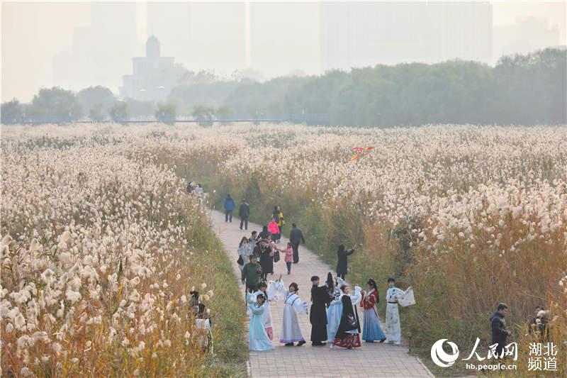 第二屆江岸蘆花節啟幕 網友：蘆花很有特色 武漢很有排面