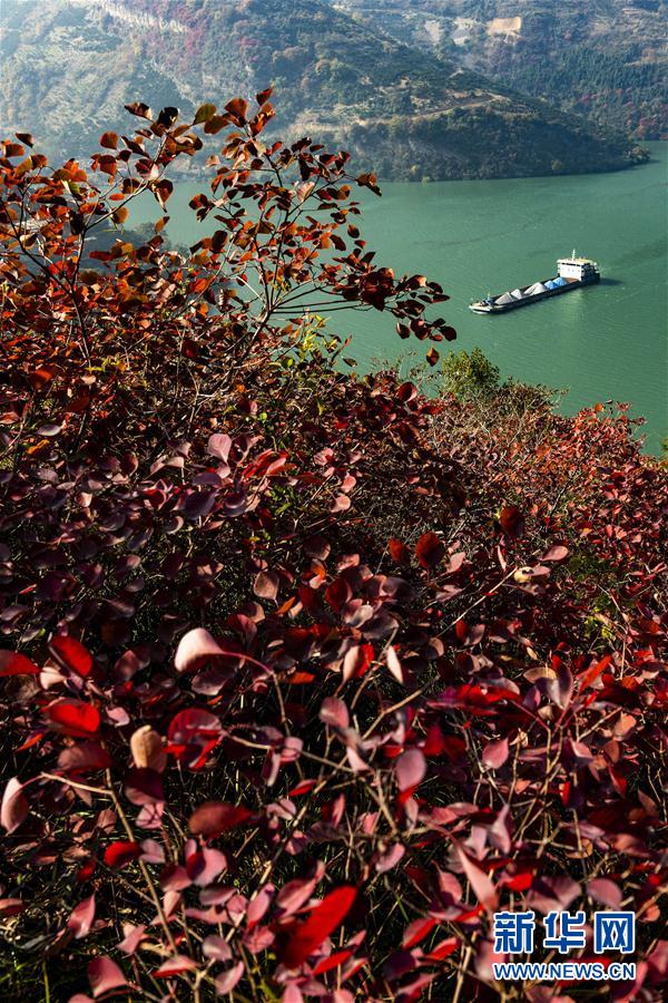 三峽紅葉似彩霞