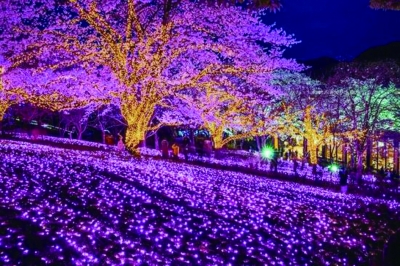 孝感金卉莊園變身“光之樂園”